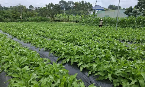 QUEENGINSENG VIỆT NAM – HÀNH TRÌNH KIẾN TẠO GIÁ TRỊ VÀ NÂNG TẦM SÂM NỮ HOÀNG