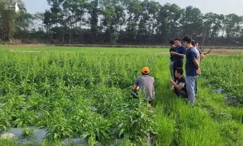 Sâm Nữ Hoàng – Giống dược liệu mới mở ra hướng phát triển cho ngành sâm Việt Nam