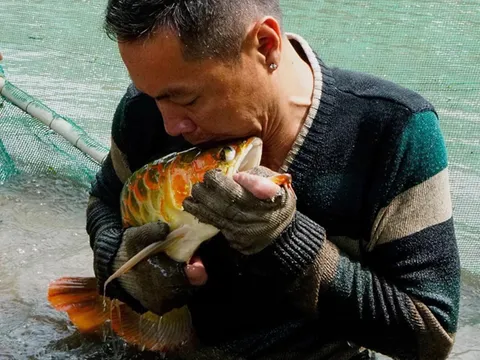 “Vua cá rồng” Hoàng Mạnh Long và hành trình nâng tầm nghệ thuật Việt