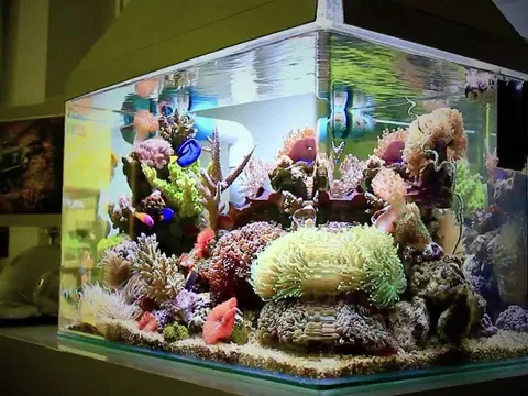 03 loại hình hồ cá nước mặn: Nên chọn “chơi” cá theo kiểu hồ nào?