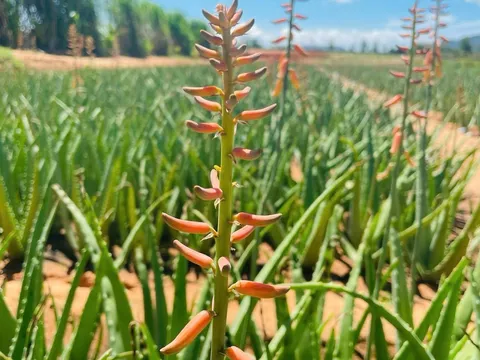 Đặc điểm sinh học, giá trị phong thuỷ và cách trồng hoa nha đam chuẩn