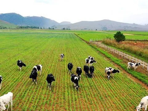Thủ tục chuyển mục đích sử dụng đất trồng cây sang chăn nuôi