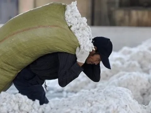 Một loại nông sản được ví như “vàng trắng” trên cây đổ bộ với giá rẻ chưa từng có - Mỹ, Úc thu hàng tỷ USD từ Việt Nam