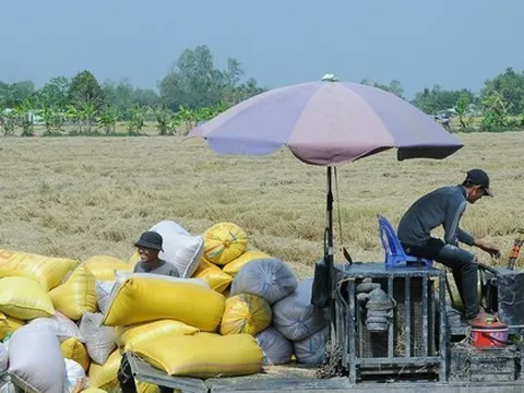 Diễn biến bất ngờ liên quan giá gạo Việt cao kỷ lục