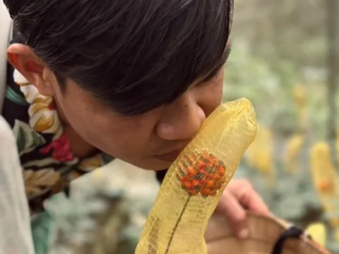 Đem 8 củ Sâm Ngọc Linh tươi lang thang khắp Sài Gòn gây chú ý mạng xã hội