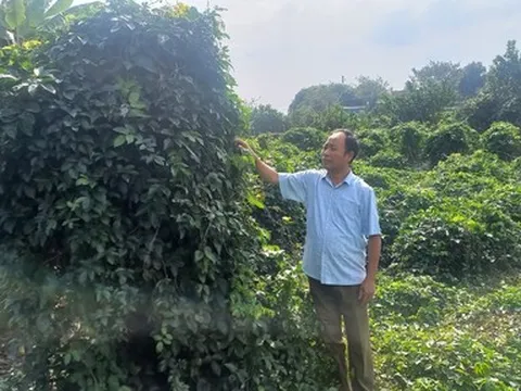 Sâm Nam núi Dành: Gìn gữ và bảo tồn sản vật tiến vua