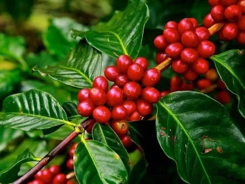 Giá nông sản 5/7: Cà phê Robusta tăng mạnh, lúa gạo đi ngang