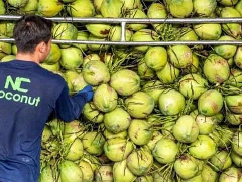 Dừa tươi Việt sắp có ‘visa’ sang Trung Quốc, người Thái lo mất miếng bánh tỷ USD giống sầu riêng