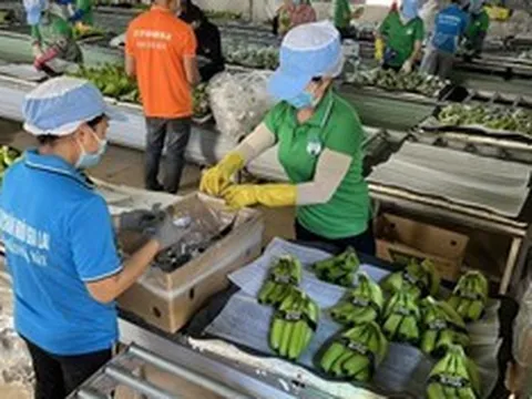 Cổ phiếu của HAGL Agrico bị huỷ niêm yết