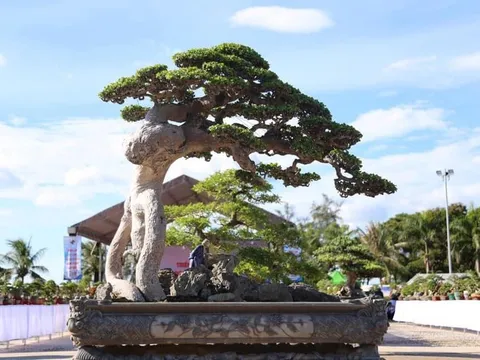 Bàn về bộ tiêu chí đánh giá một cây cảnh nghệ thuật theo quan niệm xưa và nay