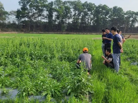 Sâm Nữ Hoàng – Giống dược liệu mới mở ra hướng phát triển cho ngành sâm Việt Nam