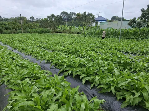 Sâm Nữ Hoàng: Bí quyết gìn giữ thanh xuân tại QueenGinseng.net